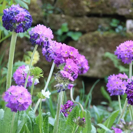Wohlfuehloase Fuer Natur- Und Gartenliebhaber By Interhome Lejlighed *