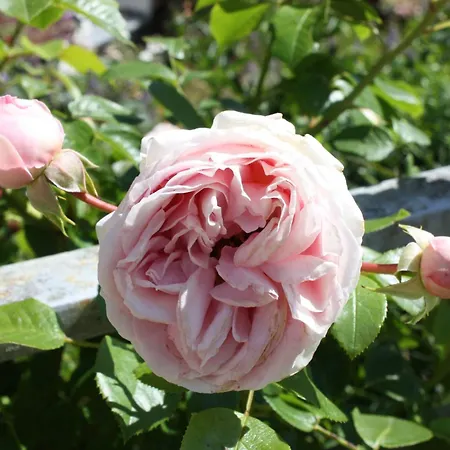 Wohlfuehloase Fuer Natur- Und Gartenliebhaber By Interhome Lejlighed Walkenried