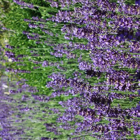 Wohlfuehloase Fuer Natur- Und Gartenliebhaber By Interhome Lejlighed