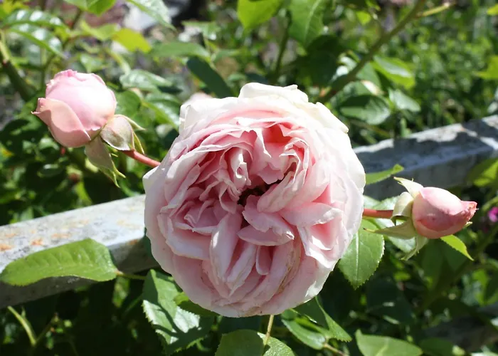 Wohlfuehloase Fuer Natur- Und Gartenliebhaber By Interhome Appartement Walkenried
