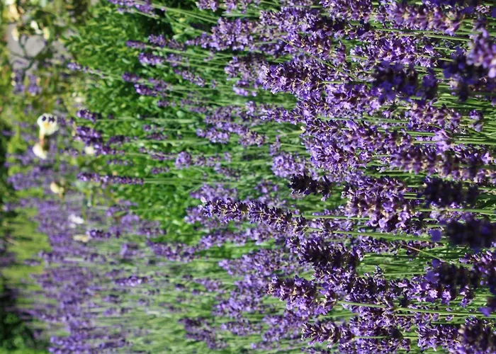 Wohlfuehloase Fuer Natur- Und Gartenliebhaber By Interhome Appartement